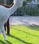 Curious Alpacas Investigate Kitty