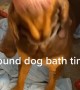 Hound Dog Excited About Bath Time