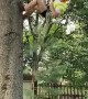 Arborist Climbing up a Tree