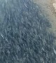 Fish Congregate Along Alaskan Shore