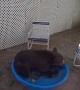 Large Bear Relaxes in Small Backyard Pool