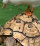 Duck Bothers Tortoise During Breakfast