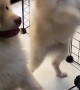 Pomeranian Pack Dances for Food