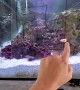 Baby Porcupine Puffer Fish Follows Finger Through Maze