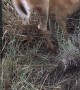 Firefighters Rescue Deer Trapped in Fence
