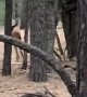 Short Lived Escape for Unlucky Elk