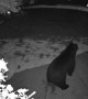 Bear Sharts on Front Porch