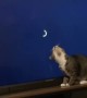 Sweet Kitty Plays with Loading Screen