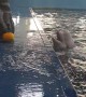 Beluga Whale Uses Hydro Blast to Retrieve Toy
