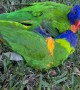 Playful Rainbow Lorikeets Tumble in the Grass