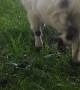 Helping a Baby Pygmy Goat with His Head Stuck in Fence