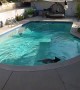 Bear Cub Stops by for a Quick Dip In the Pool