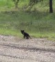 Wolf Puppy Crosses the Road