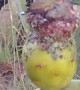 Hummingbird Nest in Prickly Pear Cactus