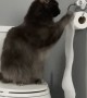 Cat's Paws at Toilet Paper
