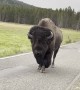 Massive Bison Walking on Yellowstone Road