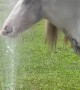 Horse Cools off in Lawn Sprinkler