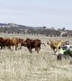 Two-Year-Old Boy Mustering Cattle Like a Boss