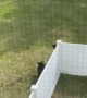 Bear Family Scale Backyard Fence With Ease