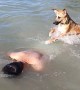 Swimming Doggo Fails the Rescue Test