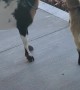 Goats Grab Kid's Crackers