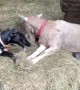 Dog and Goat Best Friends Eating Hay Together