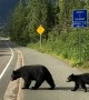Bear Family Finds Their Way Across the Road