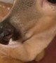 Pet Deer Taste Tests a Cheesy Crispy Snack