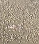 Massive Amounts of Shells Pop Out of Sand