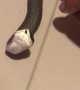 Pet Snake Rolls Over and Plays Dead