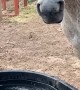 Silver the Horse Chomps Water