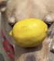 Dexter the Dog Balances Fruit