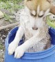 Barrel Bath for Dirty Dog