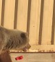 Bear Sow and Her Cubs Rummage Around Dumpsters