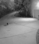 Cat Investigates Snake in Driveway