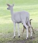Albino Mother Deer with Babies