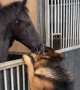 Horse and dog form the most incredible friendship 