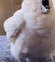 Cockatoo Screams at Owner's Singing