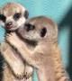 Miniature Meerkat Babies