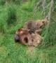 Mother Bear Nurses Cubs in Katmai