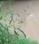 Screaming Frog Springs Into Creek After Being Startled