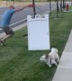 Excited Doggy Drags Man Along For Zoomies