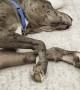 Rescue Kitten Plays with Great Dane