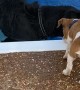 New Puppy Pushed Into Pool