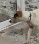 Dog is Confused by Reflection