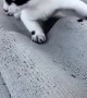 Man Saves Kitty From Slippery Roof