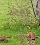 Baby Foxes Play Next to Old Barn