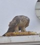 Honey Buzzard Hunts Honey Bees Nest