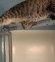 Kitty Does the Splits While Climbing Shower
