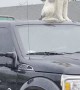 Is the Dog on Top of the Truck a Statue or Real?